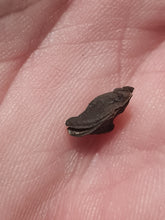 Charger l'image dans la galerie, Graine fossile Taxodium dischitum
