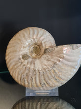 Lade das Bild in den Galerie-Viewer, Cleoniceras besairei
