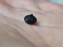 Lade das Bild in den Galerie-Viewer, Graine fossile Cyclocarya nucifera
