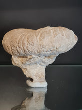 Cargar imagen en el visor de la galería, Spihonia pyriformis 3
