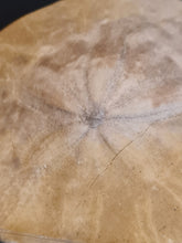 Charger l'image dans la galerie, Dendraster venturaensis
