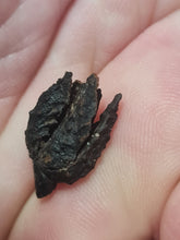 Charger l'image dans la galerie, Graine fossile: involucre de Fagus decurrens
