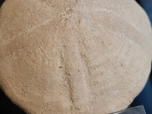 画像をギャラリービューアに読み込む, Plesiolampas
