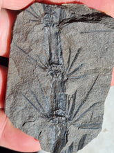画像をギャラリービューアに読み込む, Asterophyllites equisetiformis 3
