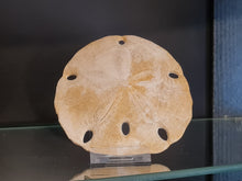 Lade das Bild in den Galerie-Viewer, Melitella californicus 1
