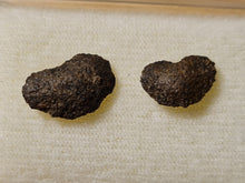 画像をギャラリービューアに読み込む, lot de2 Cardiocarpus graines
