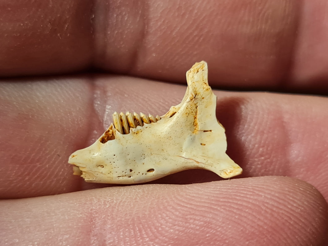 Prolagus (Mandibule)
