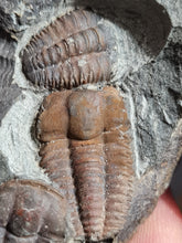 Cargar imagen en el visor de la galería, Ellipsocephalus hoffi
