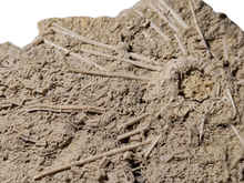 Charger l&#39;image dans la galerie, Acrosalenia hemicidaroides
