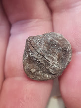 Charger l'image dans la galerie, Graine fossile Carya angulata
