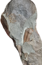 Cargar imagen en el visor de la galería, Ellipsocephalus hoffi
