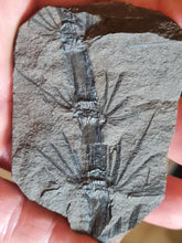 画像をギャラリービューアに読み込む, Asterophyllites equisetiformis 3
