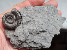 画像をギャラリービューアに読み込む, Porpoceras
