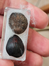 Cargar imagen en el visor de la galería, Graine fossile: 2 Corylus sp
