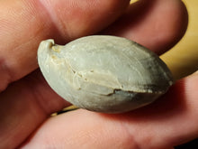 Cargar imagen en el visor de la galería, Coenothyris vulgaris
