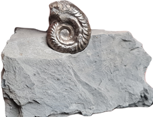 Cargar imagen en el visor de la galería, Hildoceras pyrite
