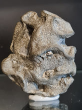 Charger l'image dans la galerie, Exanthesis (Plocoscyphia) meandrina en pyrite 2
