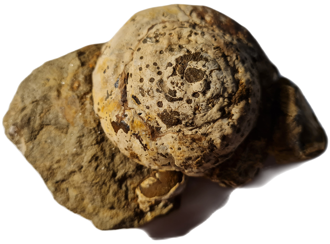 Coelobolma corbarica
