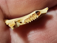 Charger l&#39;image dans la galerie, Prolagus (Mandibule)
