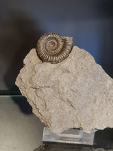 画像をギャラリービューアに読み込む, Porpoceras
