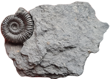 画像をギャラリービューアに読み込む, Porpoceras
