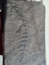 画像をギャラリービューアに読み込む, Asterophyllites equisetiformis 4
