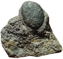 Charger l&#39;image dans la galerie, Trigonocarpus graine 1
