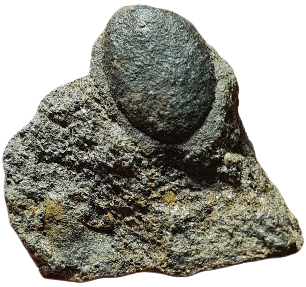 Trigonocarpus graine 1