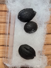 Lade das Bild in den Galerie-Viewer, Graine fossile Styrax maximus
