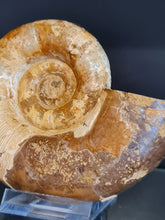 Cargar imagen en el visor de la galería, Lytoceras sp
