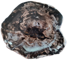 Charger l&#39;image dans la galerie, Bois fossile Araucaria Zimbabwe TB
