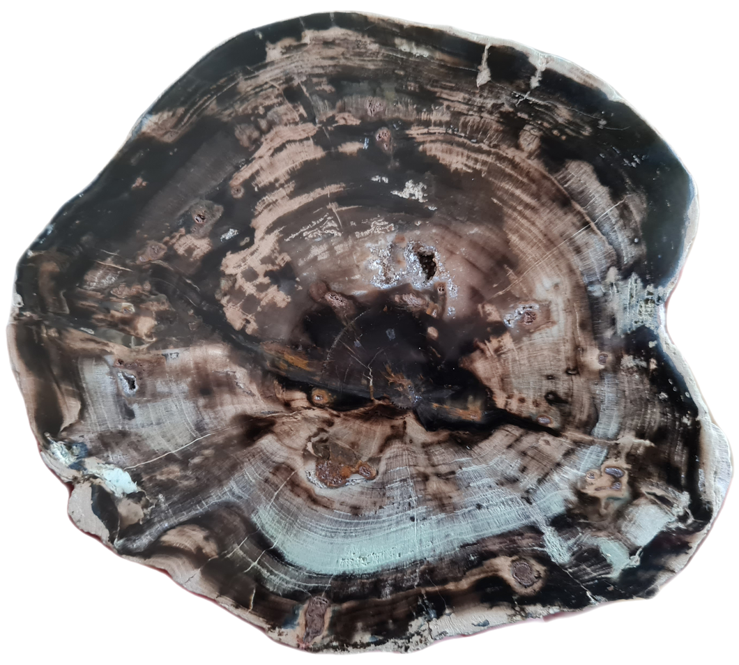 Bois fossile Araucaria Zimbabwe TB