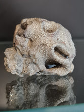 Lade das Bild in den Galerie-Viewer, Plocoscyphia meandrina en pyrite
