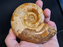 Cargar imagen en el visor de la galería, Lytoceras sp
