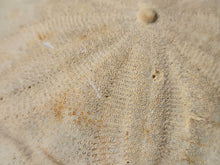 Charger l'image dans la galerie, Clypeaster rarispinus
