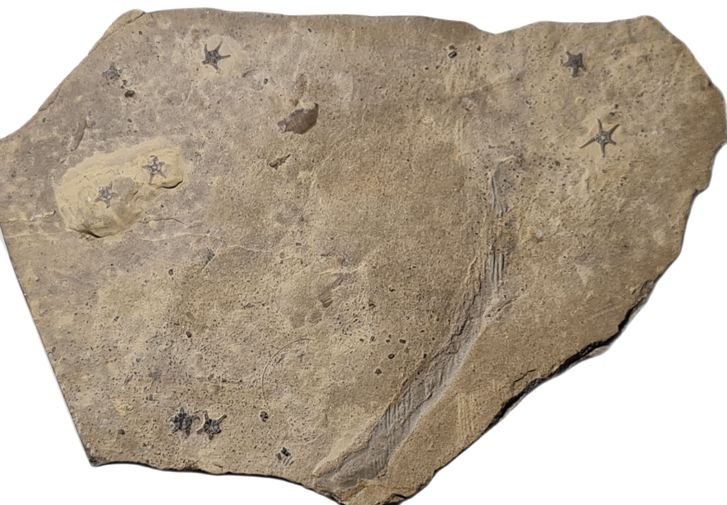 Aspidurella scutellata
