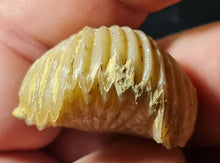 Cargar imagen en el visor de la galería, Rhynchonella bouetti

