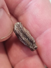 Charger l'image dans la galerie, Graine fossile Carya angulata
