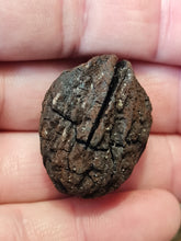 Lade das Bild in den Galerie-Viewer, Graine fossile Carya globosa
