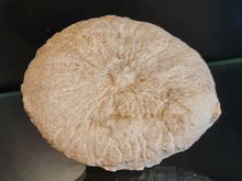 Cargar imagen en el visor de la galería, Spihonia pyriformis 3
