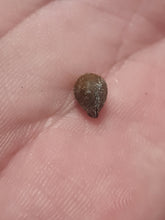 Charger l'image dans la galerie, Graine fossile Staphylea
