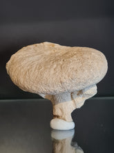 Cargar imagen en el visor de la galería, Spihonia pyriformis 3
