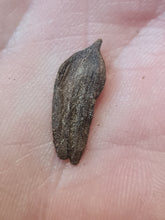 Charger l'image dans la galerie, Graine fossile: Halesia crassa

