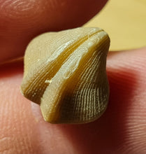 Cargar imagen en el visor de la galería, Dictyothyris sp (2x)
