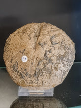 画像をギャラリービューアに読み込む, Clypeus plotii
