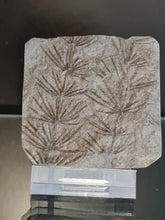 画像をギャラリービューアに読み込む, Asterophyllites equisetiformis 2
