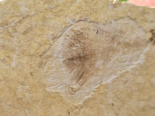 Charger l&#39;image dans la galerie, Plume fossile
