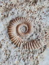 Charger l'image dans la galerie, Spiroceras 2
