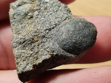 Charger l&#39;image dans la galerie, Trigonocarpus graine 1
