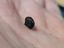 Lade das Bild in den Galerie-Viewer, Graine fossile Cyclocarya nucifera
